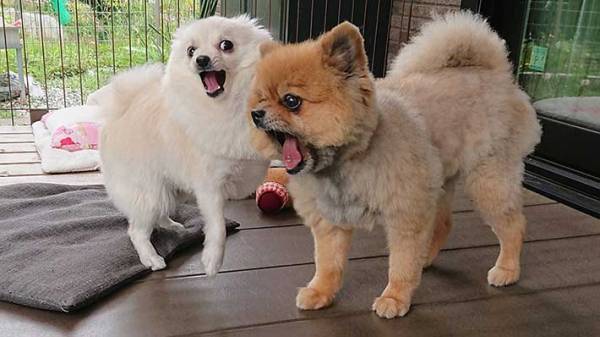 収穫した野菜を撮影したら…　写っていたものに、爆笑