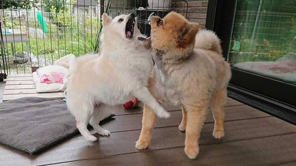 収穫した野菜を撮影したら…　写っていたものに、爆笑