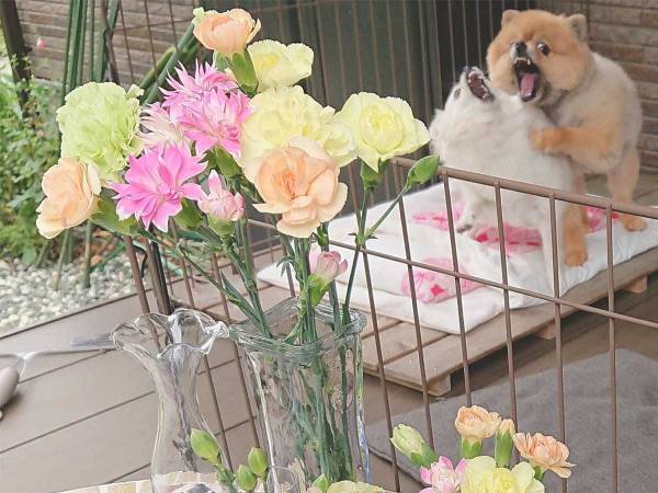 収穫した野菜を撮影したら…　写っていたものに、爆笑