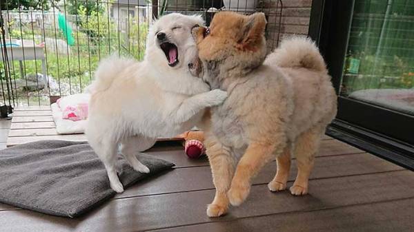 収穫した野菜を撮影したら…　写っていたものに、爆笑