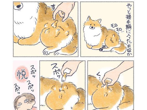 換毛期の愛犬の毛を抜く飼い主　気持ちよすぎて、何度も繰り返していたら？