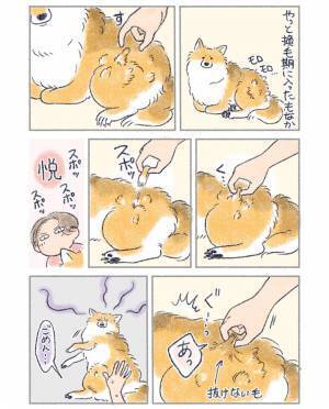 換毛期の愛犬の毛を抜く飼い主　気持ちよすぎて、何度も繰り返していたら？