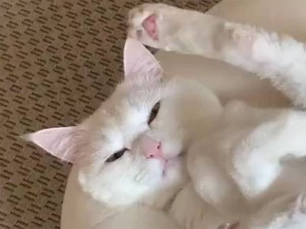 「けしからん…けしからんぞ！」　白昼堂々、お猫様が大胆ポーズ