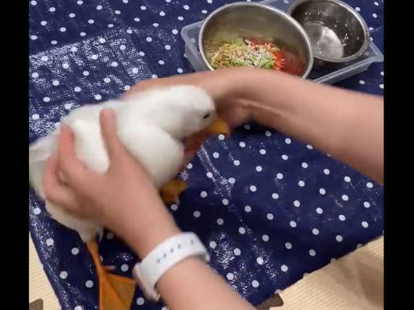 「倍速かと思ったら違った」「私と一緒！」　ごはんに荒ぶるアヒルに１４万『いいね』！