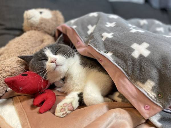 飼い主「安心してください！」　猫の衝撃的な寝姿に「エクソシスト！？」「ヒエッ…」