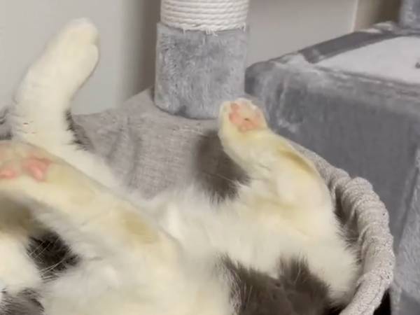 飼い主「安心してください！」　猫の衝撃的な寝姿に「エクソシスト！？」「ヒエッ…」