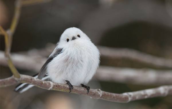 「日本一かわいい俵おにぎり」　写真３枚に心とろける！