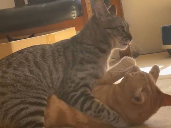 「優しい」「頼りになる！」　喧嘩をしていた猫たち　仲裁に入ったのは？