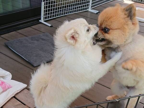 仲良しなのに、そう見えない２匹の犬　キスをしているところを見ると？
