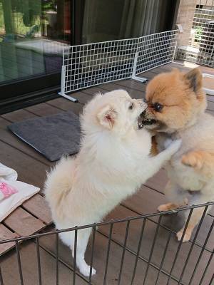 仲良しなのに、そう見えない２匹の犬　キスをしているところを見ると？