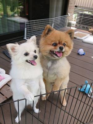 仲良しなのに、そう見えない２匹の犬　キスをしているところを見ると？