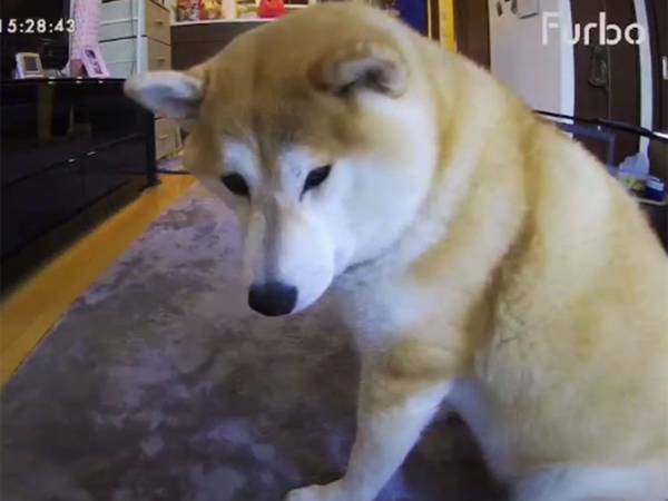 「かっこよすぎて、マジで笑う」　ドッグカメラがとらえた『笑撃』のシーン