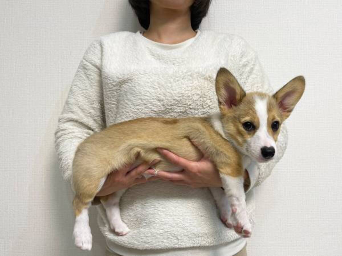 コーギーの 成長ビフォーアフター に驚愕 デカすぎる 五度見したわ 22年6月13日 ウーマンエキサイト 1 2 コーギーの 成長ビフォーアフター に驚愕 デカすぎる 五度見したわ 22年6月13日 ウーマンエキサイト 1 2