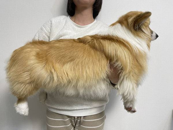 コーギーの『成長ビフォーアフター』に驚愕　「デカすぎる」「五度見したわ！」