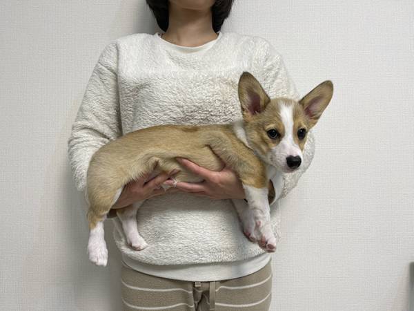 コーギーの『成長ビフォーアフター』に驚愕　「デカすぎる」「五度見したわ！」