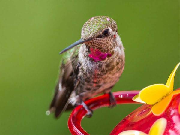 手の上に乗せたハチドリの羽が？　「なんという美しさ」「ずっと見ていられる」