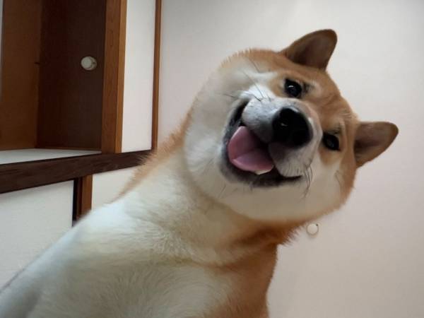 「昼寝から目覚めたら…」　飼い主が見た光景に、吹き出す