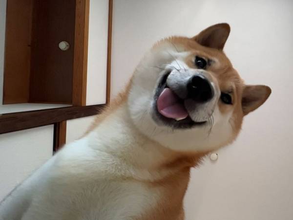 「昼寝から目覚めたら…」　飼い主が見た光景に、吹き出す