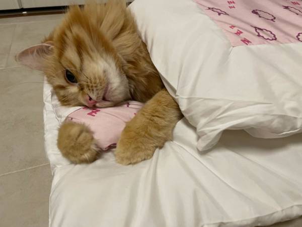 布団の中でくつろぐ猫が、どう見ても？　その姿に「モノマネ上手！」