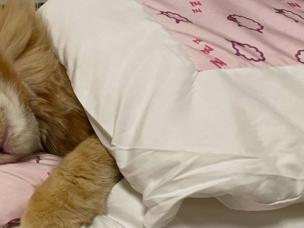 布団の中でくつろぐ猫が、どう見ても？　その姿に「モノマネ上手！」