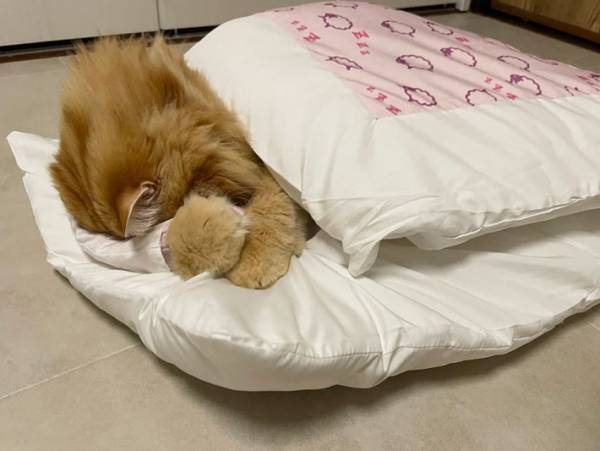 布団の中でくつろぐ猫が、どう見ても？　その姿に「モノマネ上手！」