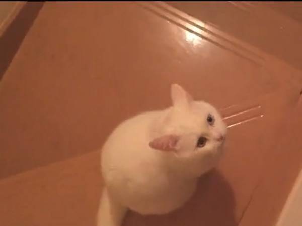 自分の名前を呼ばれた猫の反応に「オウム返しをしてる？」