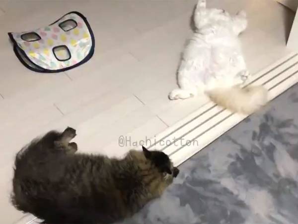 ユニークな『寝相』で眠る猫　警戒心も野生の本能も、どこいった？