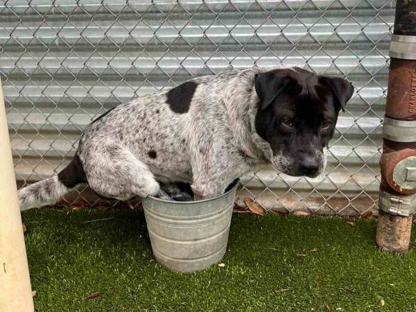 バケツに入るのが好きな犬　広いプールを用意してあげると？　オチに爆笑