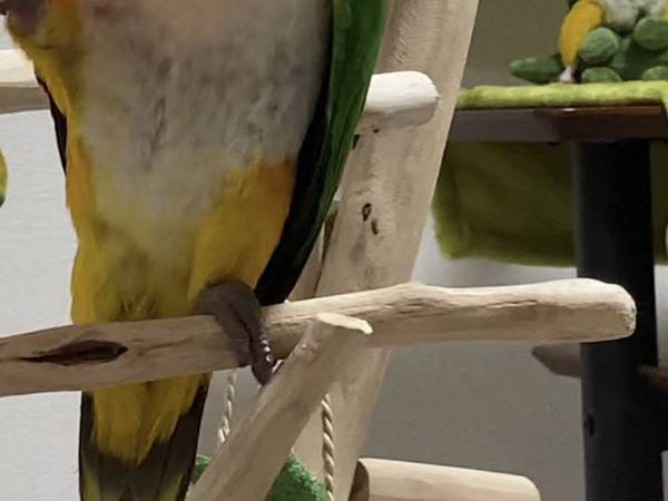 奥にいるインコの姿に「笑い止まらん」「中に人間入ってる？」