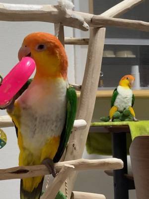 奥にいるインコの姿に「笑い止まらん」「中に人間入ってる？」