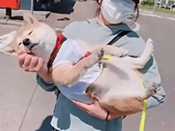 たっぷり遊んだ帰り道…　眠たくなっちゃった柴犬が、かわいすぎた