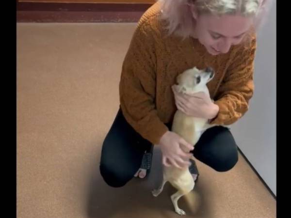 約２年前に『亡くなった』はずの愛犬が見つかった？　「嬉し涙が」「奇跡だ」