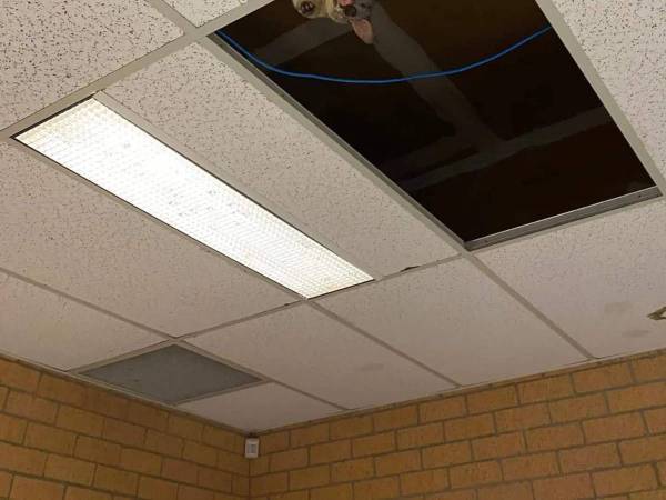 「かわいい」「夢に出てきそう」　授業中に天井からのぞいていたのは？