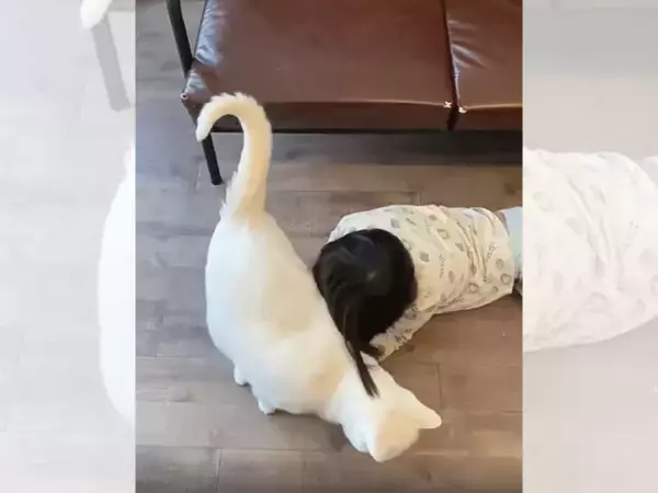 息子がソファから落ちると？　面倒見のよい猫の反応が「尊い…」「うらやましい」