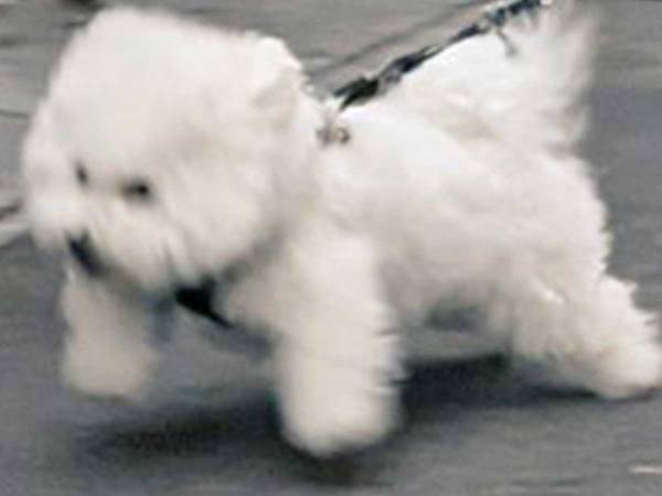 散歩中に撮られた１枚に爆笑！　タイトルは『ネコに負けたイヌ』