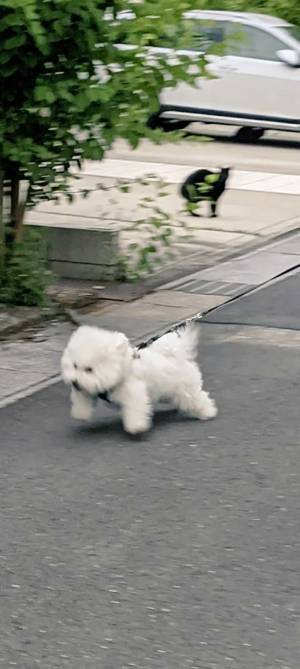 散歩中に撮られた１枚に爆笑！　タイトルは『ネコに負けたイヌ』