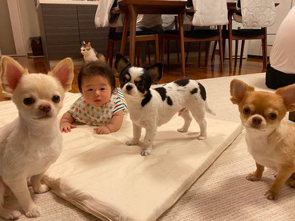 『遊び終了のお知らせ』に犬猫、赤ちゃんは…　反応の差に「笑った」