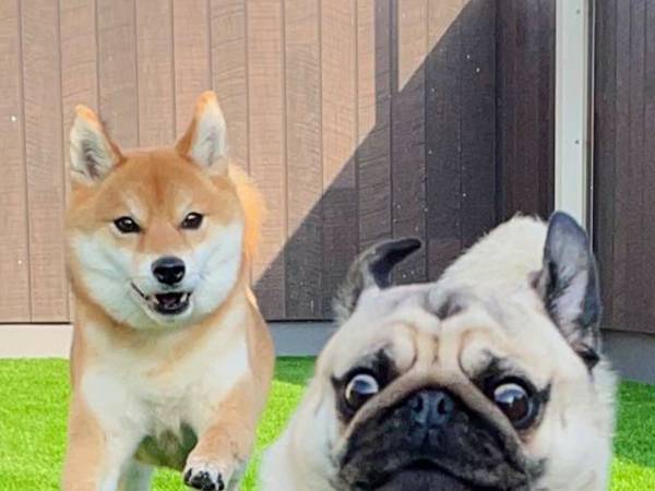 柴犬に追われるパグ　疾走感あふれる１枚に１２万『いいね』！