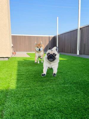 柴犬に追われるパグ　疾走感あふれる１枚に１２万『いいね』！