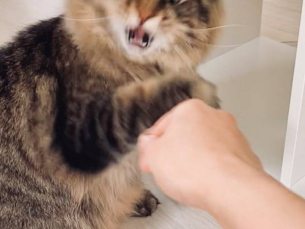 猫による『ある意味奇跡の１枚』　表情に「こっわ…」「笑いすぎて腹が痛い」