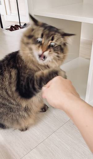 猫による『ある意味奇跡の１枚』　表情に「こっわ…」「笑いすぎて腹が痛い」