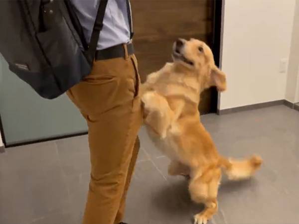 「かわいい」「癒された」　１０時間ぶりに帰宅すると、犬が？