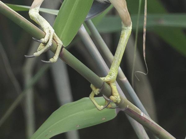 草むらにいた野鳥のポーズに「おじさんみたいで笑った」