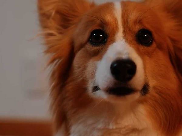 コーギーの表情に注目　おやつを取り出したタイミングが「分かりやすい！」