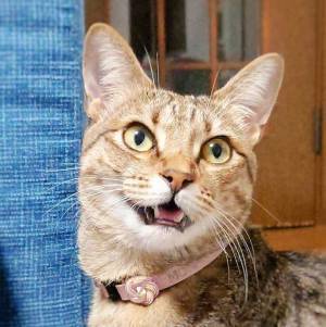 夫に呼ばれた時と、妻に呼ばれた時…　表情の違いに「切ない…」「忖度なし」