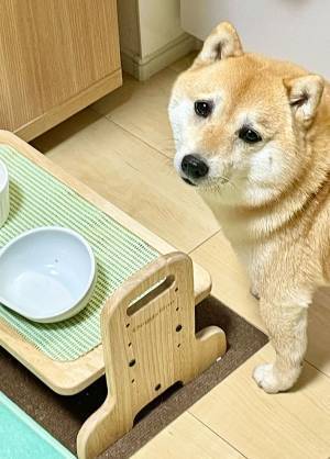 ご飯がないことを訴える柴犬　可愛すぎる表情に、ノックアウト寸前
