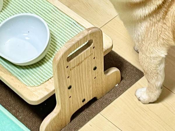 ご飯がないことを訴える柴犬　可愛すぎる表情に、ノックアウト寸前