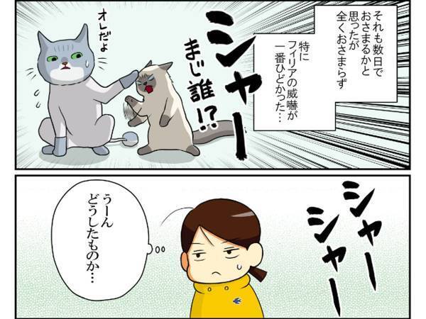 毛をカットしたら「おまえ誰！？」　威嚇される猫のため、服を着せると？