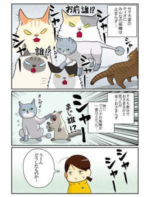 毛をカットしたら「おまえ誰！？」　威嚇される猫のため、服を着せると？