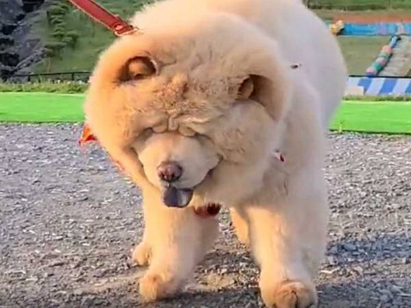 帰宅を拒否するチャウチャウ　「まだ帰りたくないよ～」な姿がかわいすぎ